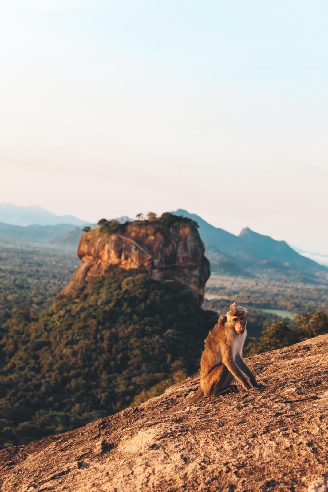 Gayani Sigiri View Home Stay Sigiriya Bagian luar foto